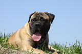 BULLMASTIFF 371